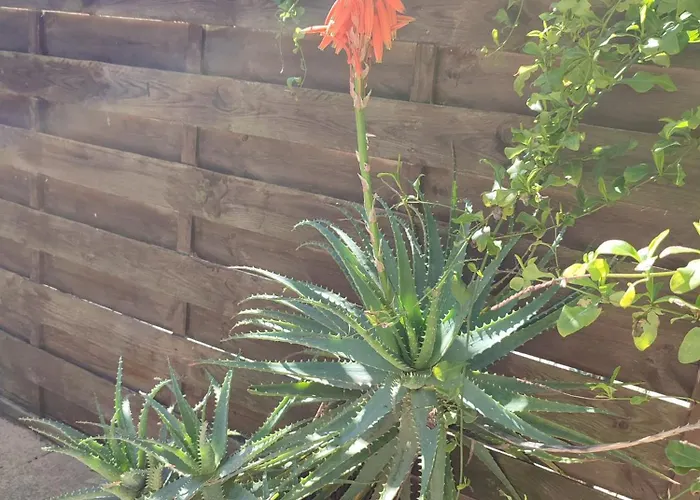 Appartement Les Dunes *